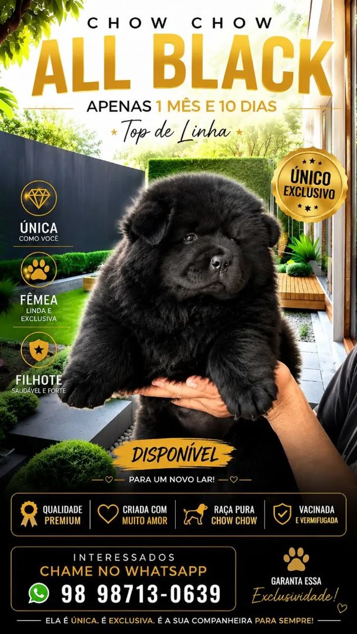 CHOWCHOW ALL BLACK AMERICANO  - Foto 2