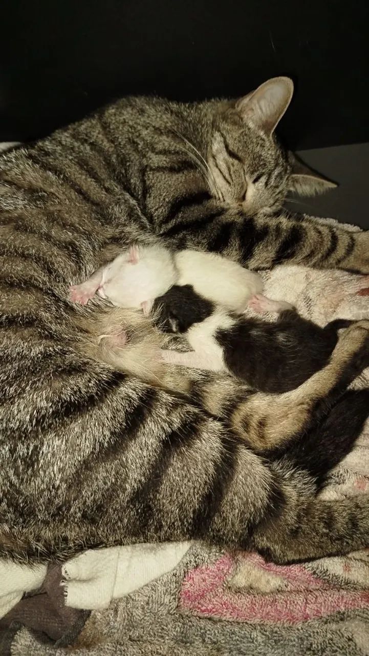 Gata fêmea com filhotes  para doação! - Foto 2