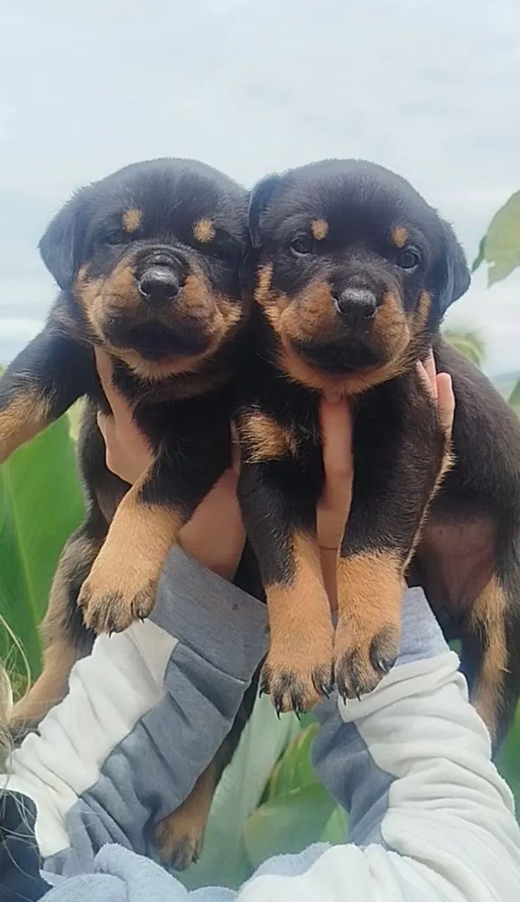 Filhotes de Rottweilers  - Foto 3