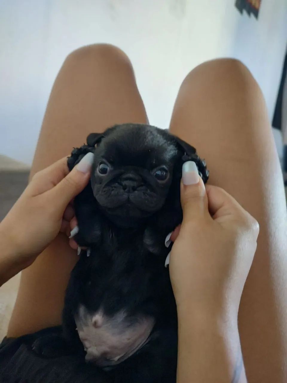 Filhote pug