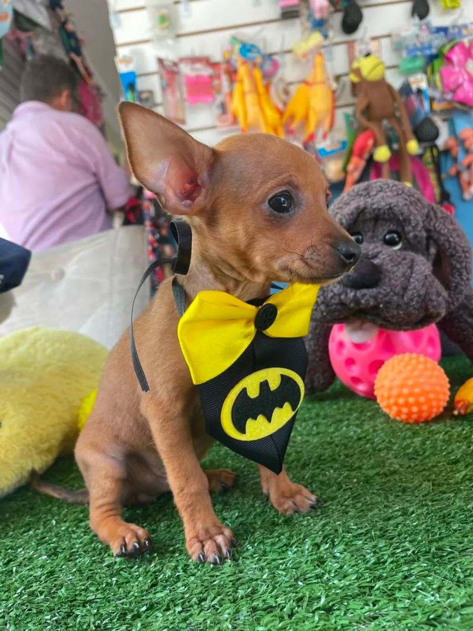 Pinscher macho cor dourada 
