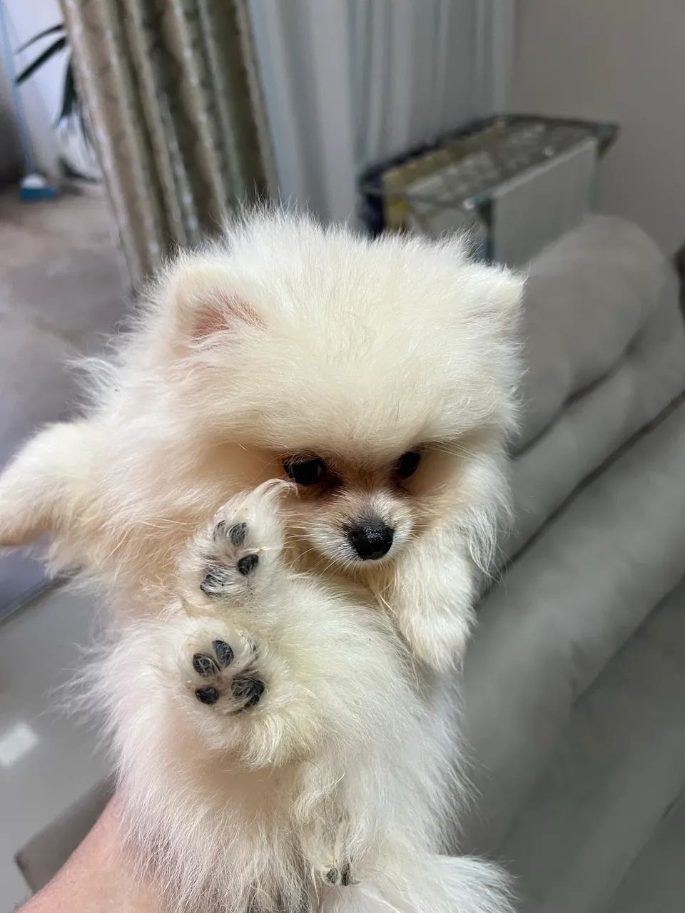 Cachorro 