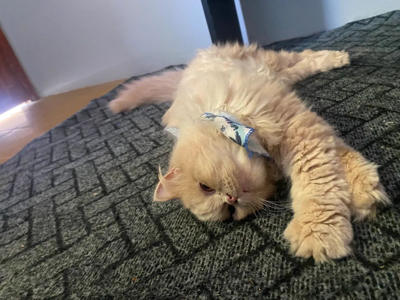 Gato Pérsia  - Foto 5