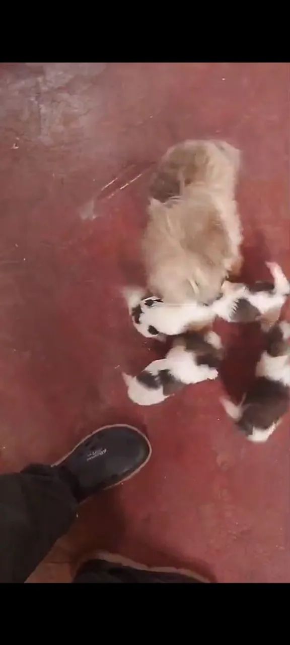 Cachorro 