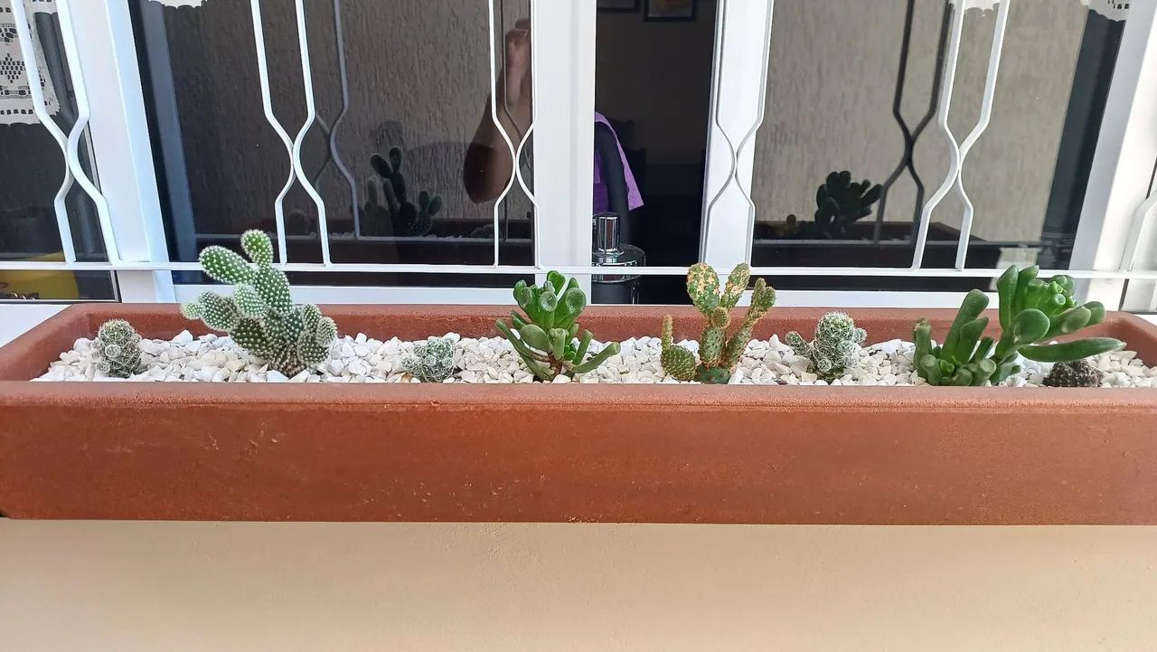 Plantas em vasos, cactos, suculentas - Foto 3