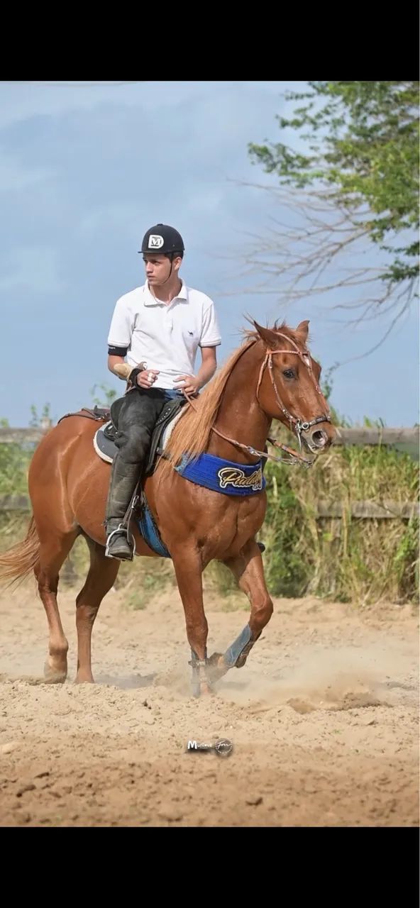 Cavalo de vaquejada (vendo ou troco em algo do meu interesse) - Foto 3