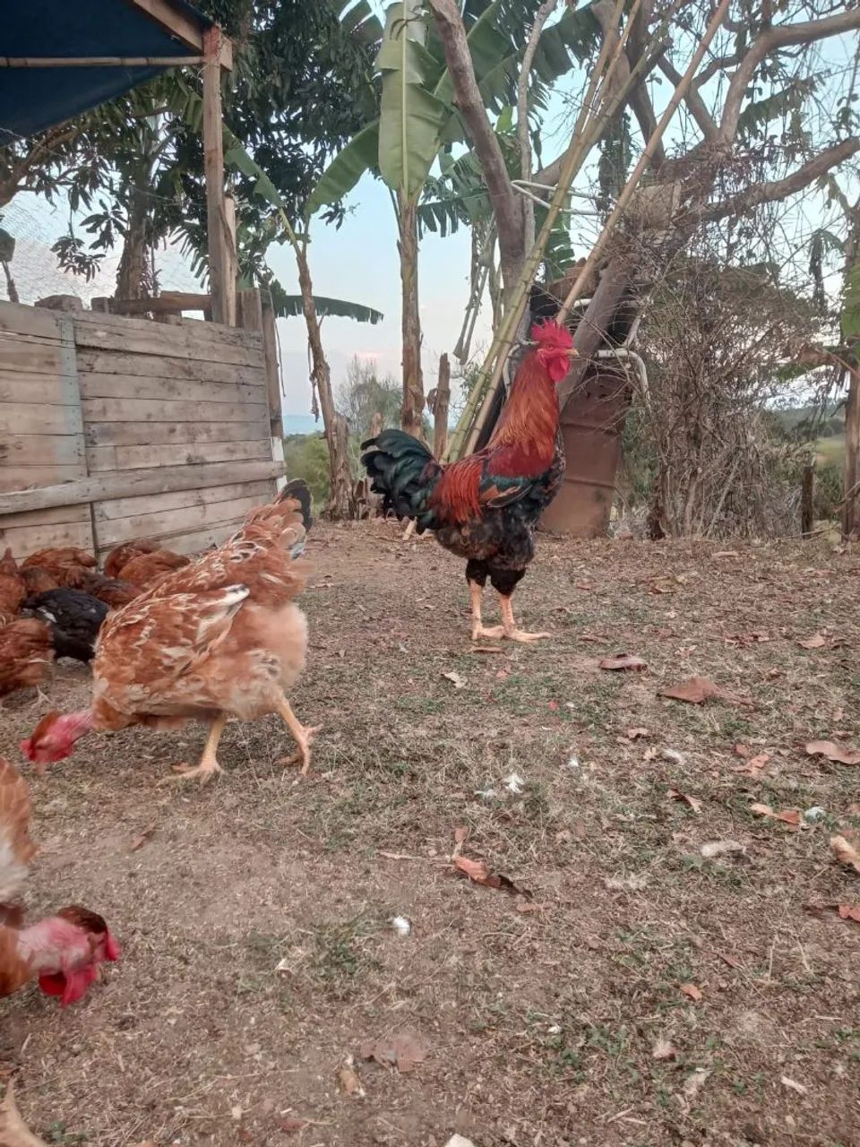 Frangotas e frangotes ( engorda e postura )  - Foto 3