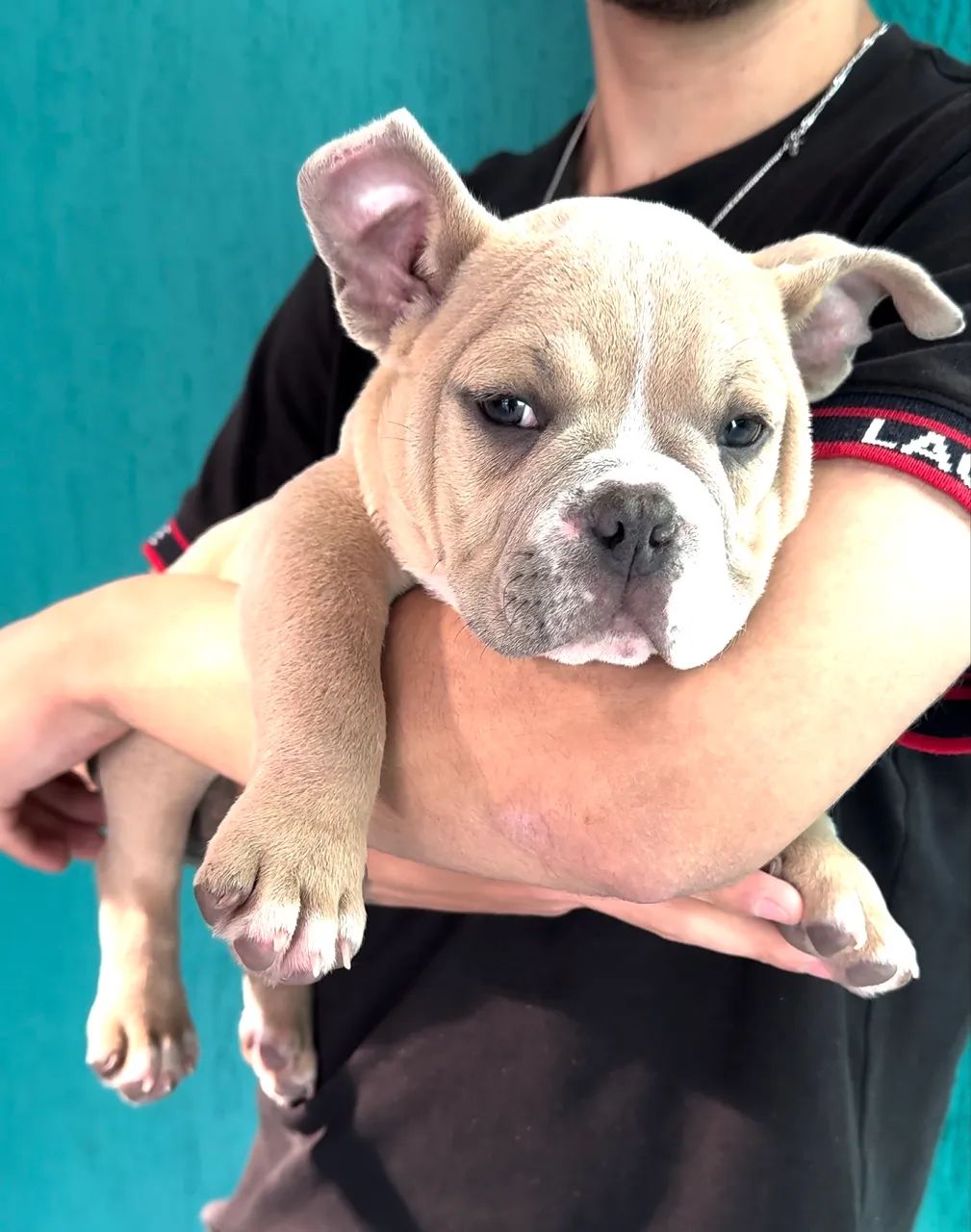 American Bully  - Foto 3