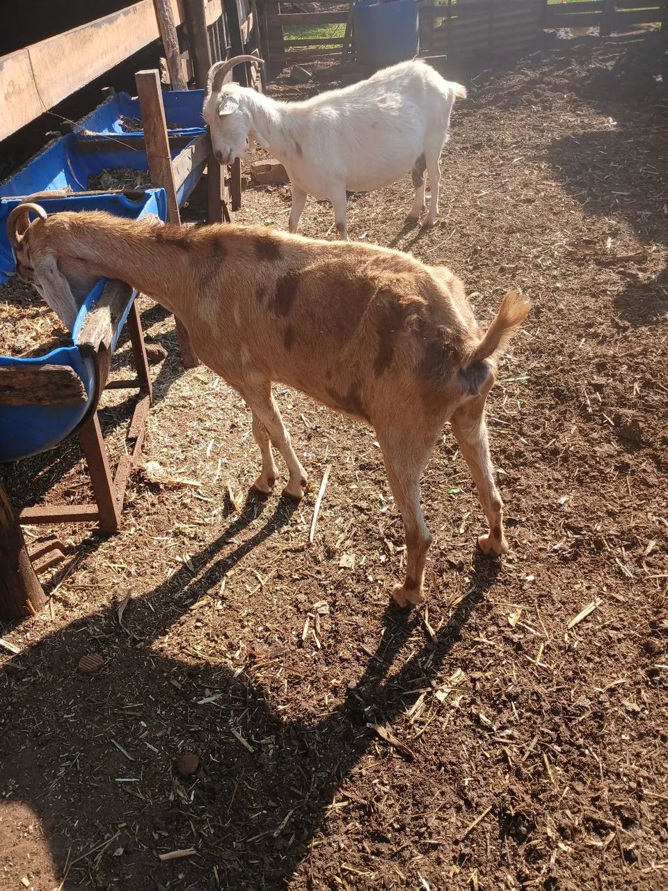 Vendo 2 cabras e um bode Reprodutor preço a combinar  - Foto 3