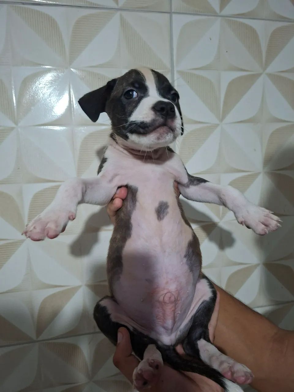 Filhotes de Pitbull  - Foto 2