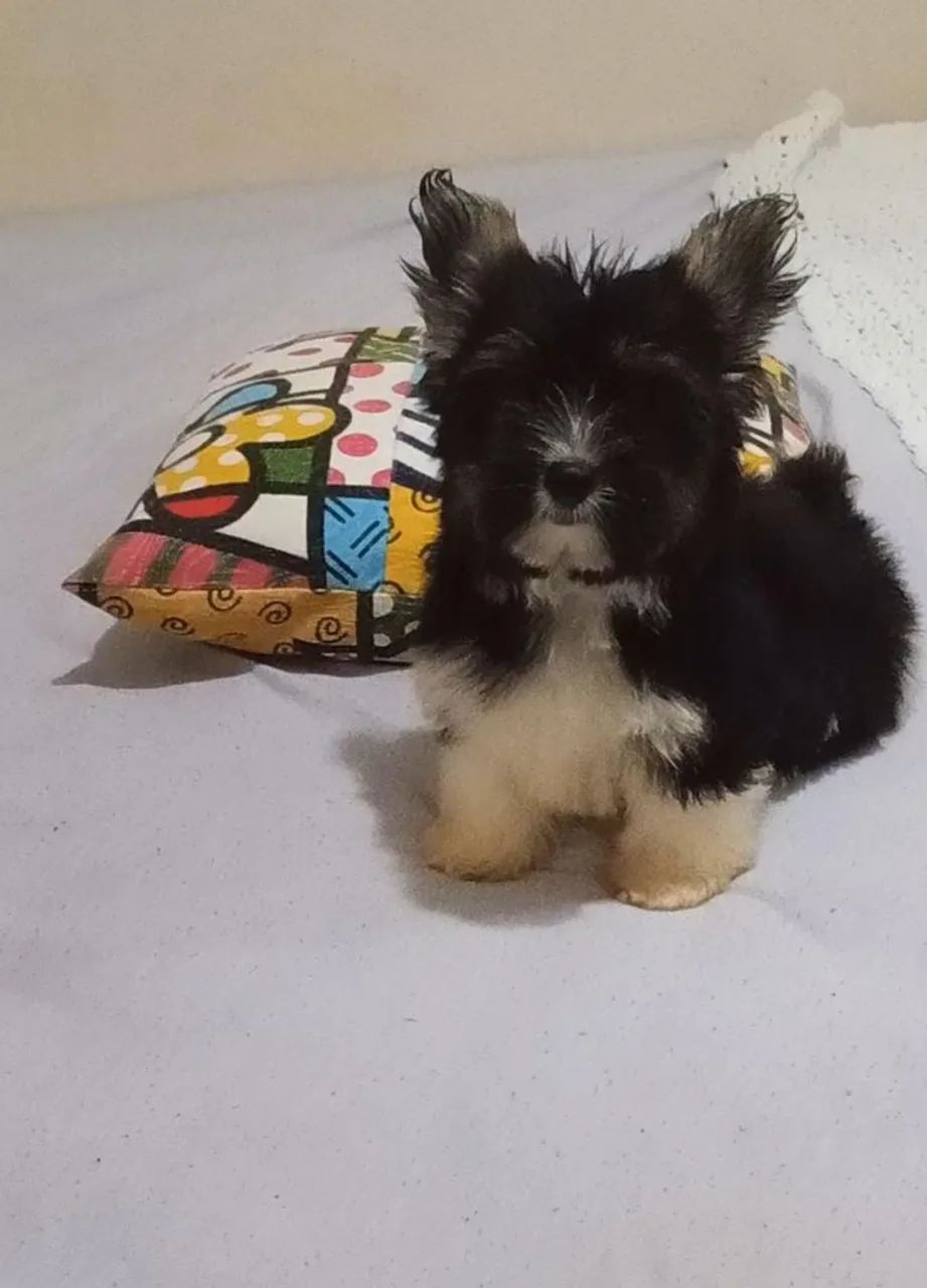 Vendo lindos caesinhos da raça Biewer terrier, são 2 feminhas e 1 machinho.  - Foto 3