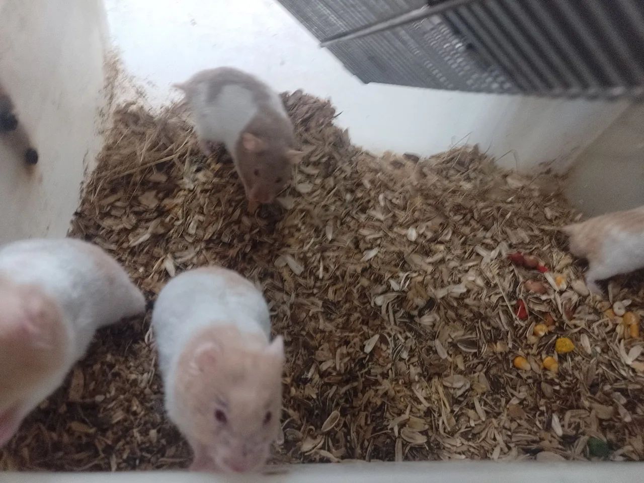 HAMSTER - Foto 3