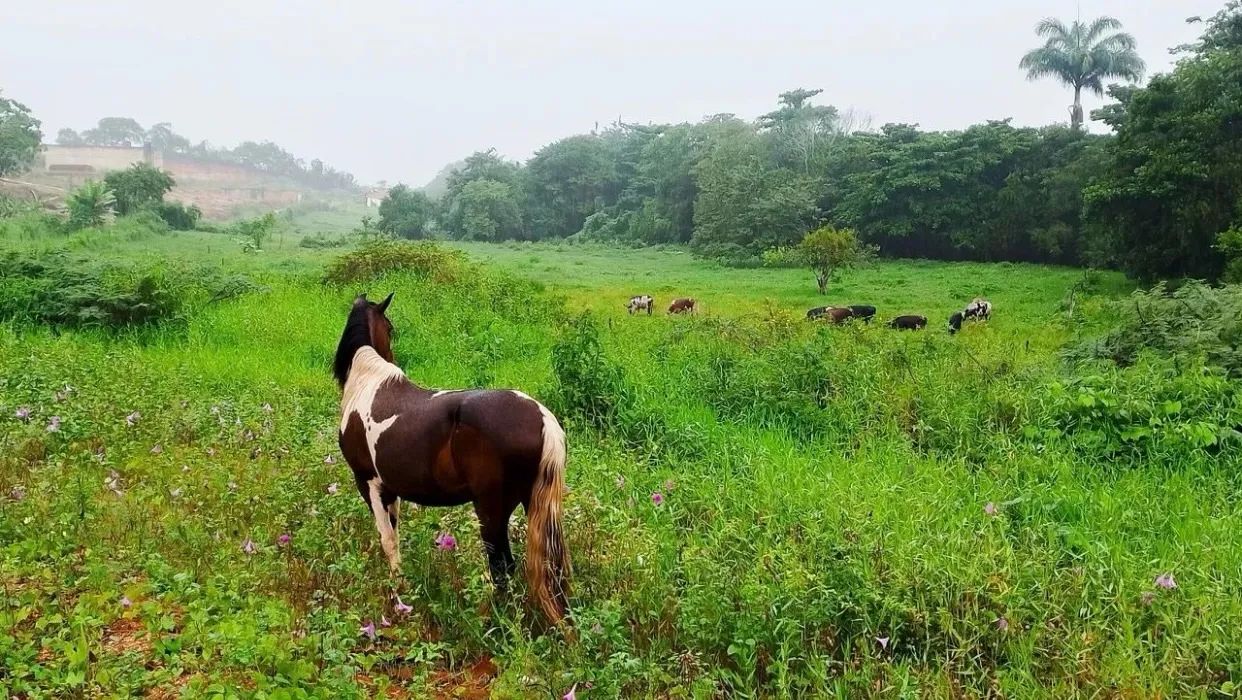 Égua pampa - Foto 4