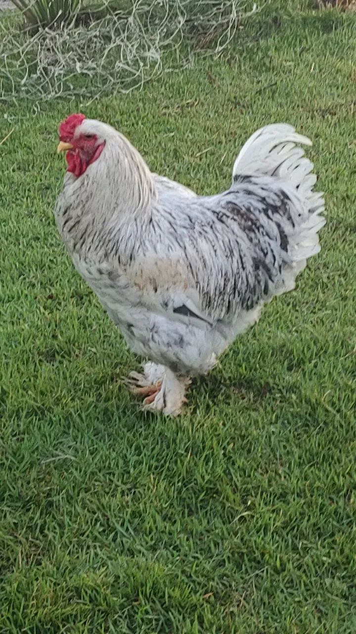 Agropecuária 