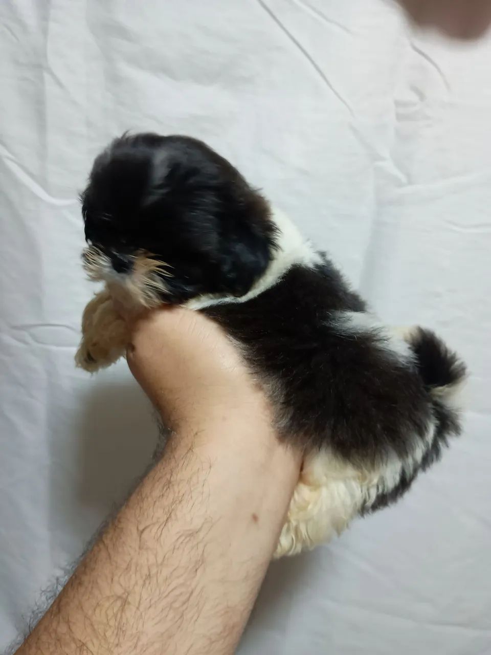 Filhotes de Shihtzu 