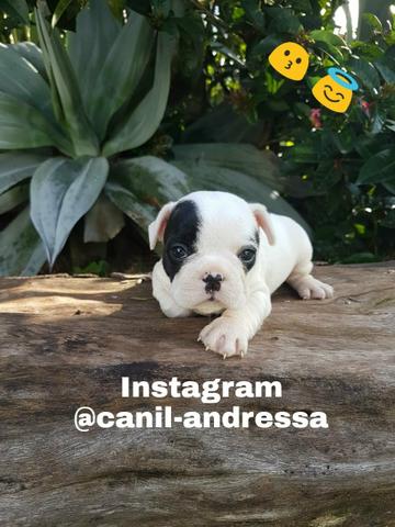 Filhotes de Bulldog francês