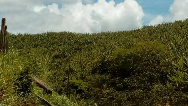 Propriedade de 37 hectares, com 20 hectares de plantio de banana, em Amaraji-PE! - Foto 9