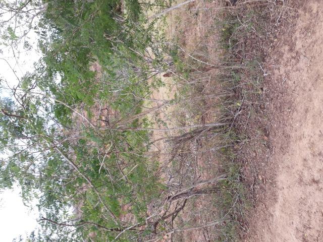 Fazenda de 160 hequitares - Foto 13