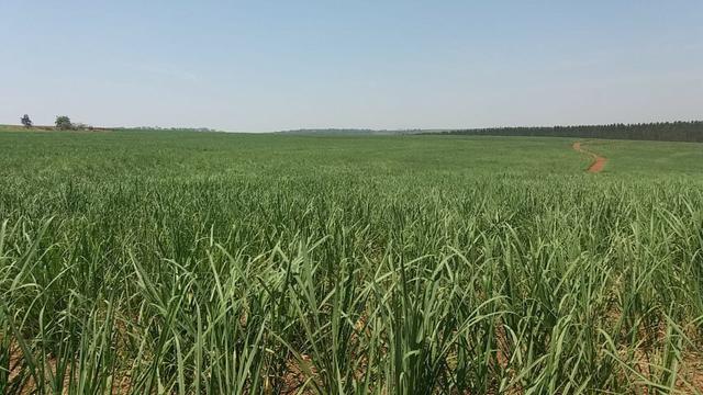 Fazenda 41 alqueires em Brodowisk 4.300.000.00 - Foto 9