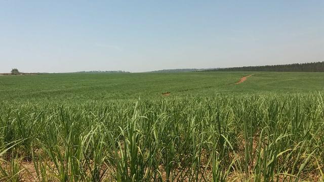 Fazenda 41 alqueires em Brodowisk 4.300.000.00 - Foto 2