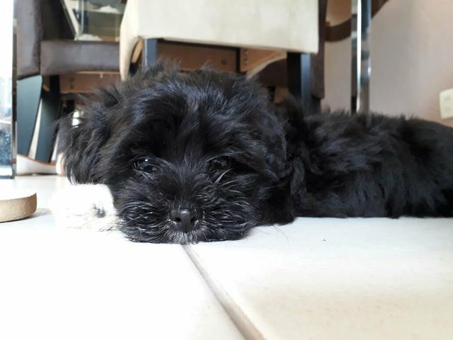 Adestrador de cães - Foto 3