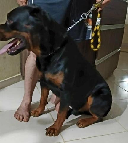 Filhotes de rotweiller,pronta entrega estao com 75 dias,e vacinados com a 2°dose - Foto 6