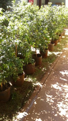 Produtor  Frutíferas produzindo, limão,ponkan e muito mais-monto pomar. Grama , eucalipto. - Foto 4