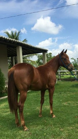 Cavalo de alta qualidade