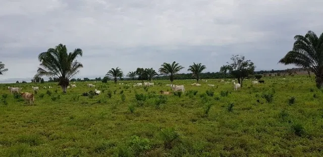 375 hectares no Pará pronta por R$ 2.8 milhões