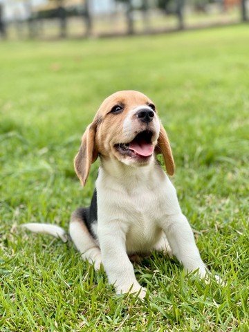 Pequenos mini beagle canilcanaa  - Foto 2