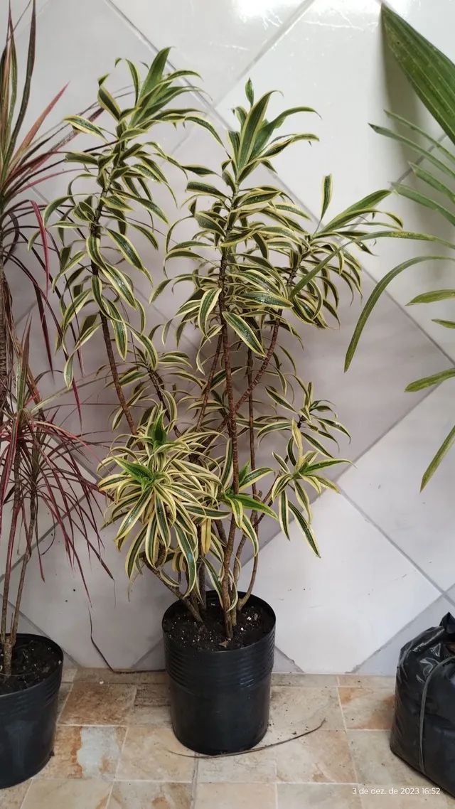 Kit plantas no Vaso - Foto 4