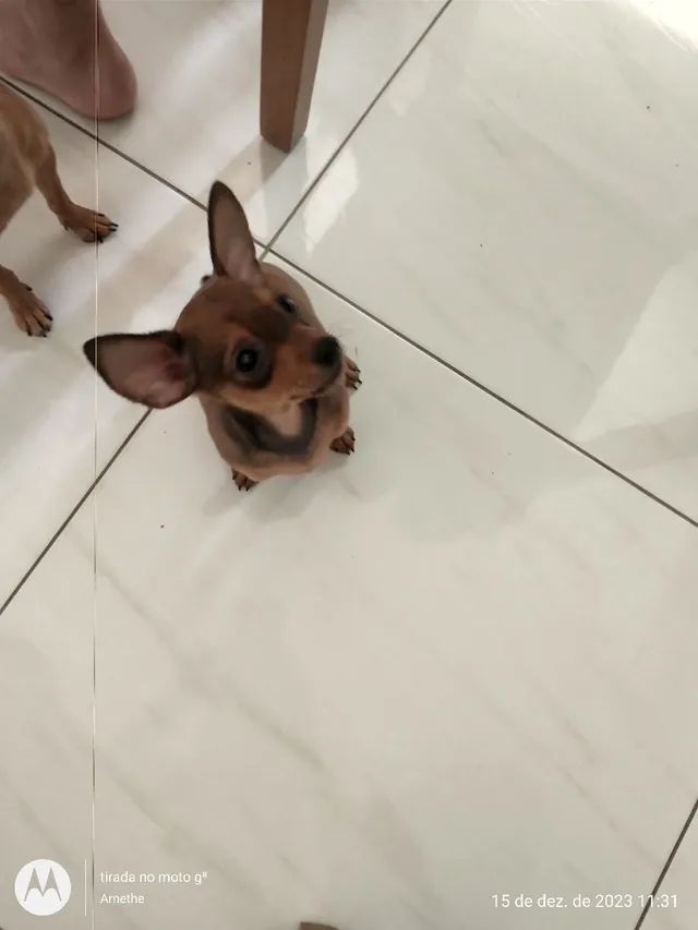 cachorro chorro original meme｜Pesquisa do TikTok