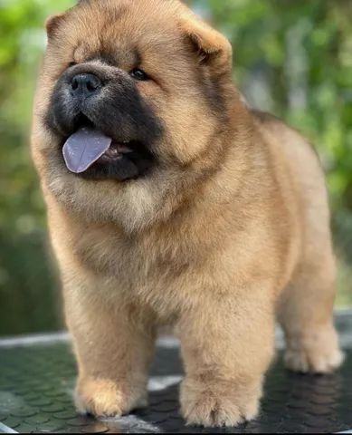 Chow Chow filhote disponível.