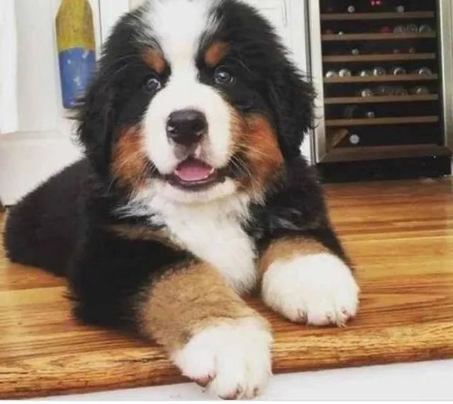 Bernese filhote disponível.