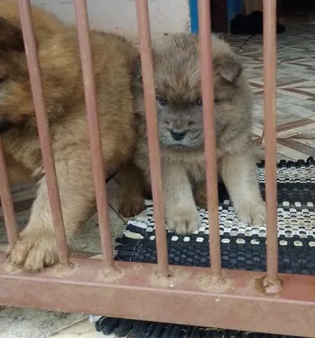 Filhotes de chow chow 