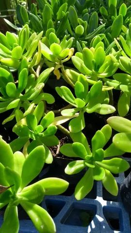 MUDAS DE TEMPEROS VARIADOS  - Foto 5