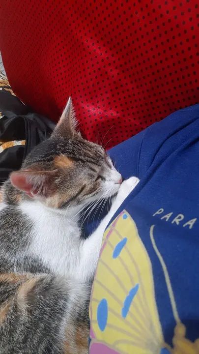 Gatinha Calma e Carinhosa para Adoção - Foto 2