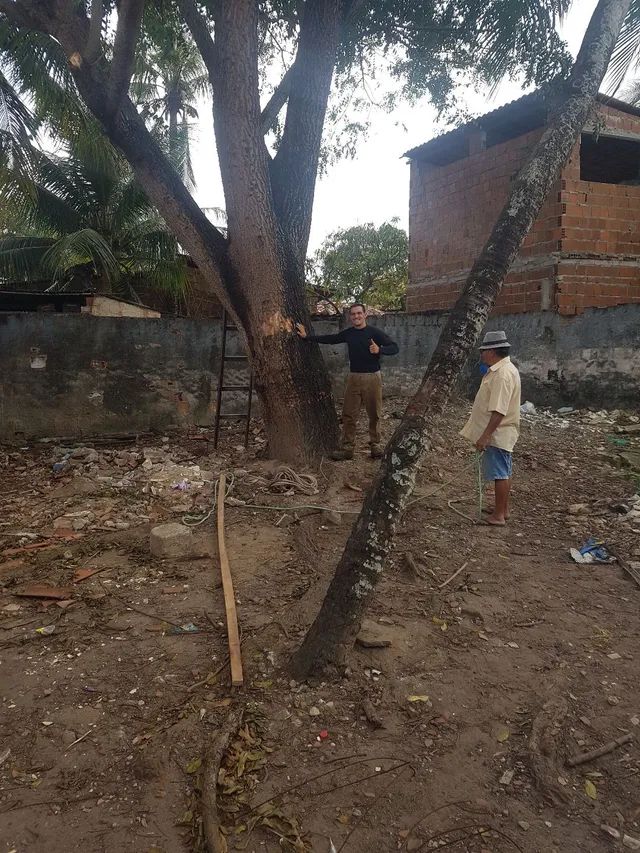 Poda de árvores,  limpeza de coqueiros e remoção do material * - Foto 2