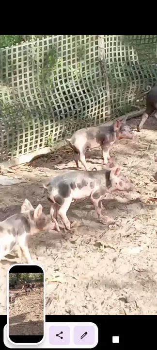 Leitões para engorda - Foto 3