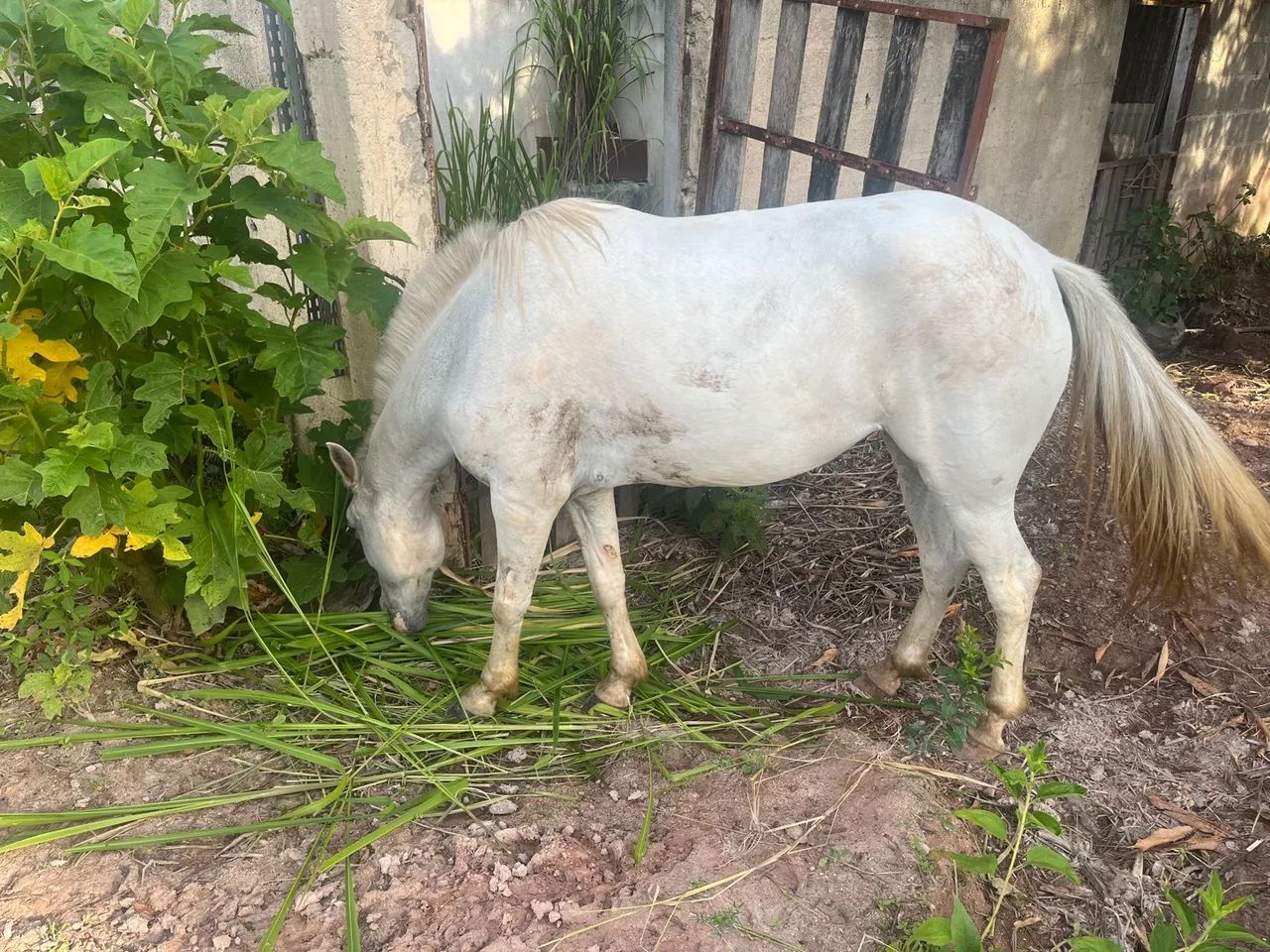 Égua  branca para venda ou troca  - Foto 4