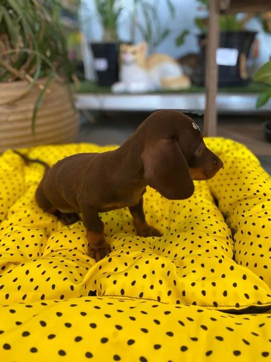 Dachshund basset salsicha Teckel fêmea  - Foto 2