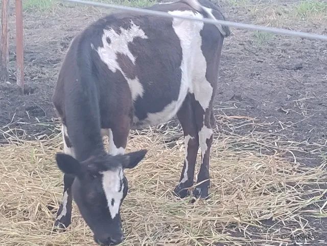 Bezerros  touro novilha - Foto 2