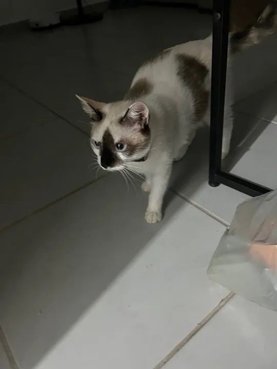 Gatinha Siames carinhosa para adoção - Foto 2