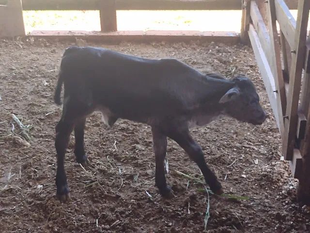 Vaca de leite, primeira cria - Foto 6