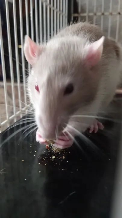 Doa-se ratos twisters bh - Foto 3