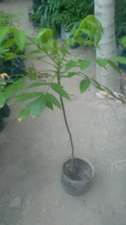 Muda de frutíferas