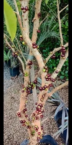 Jabuticaba produzindo Criciuma.sc.    - Foto 2