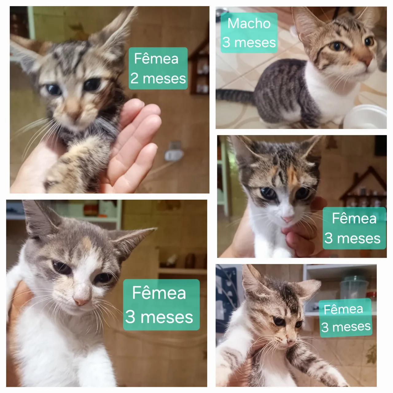 Gatinhos para adoção: filhotes fêmeas e macho!