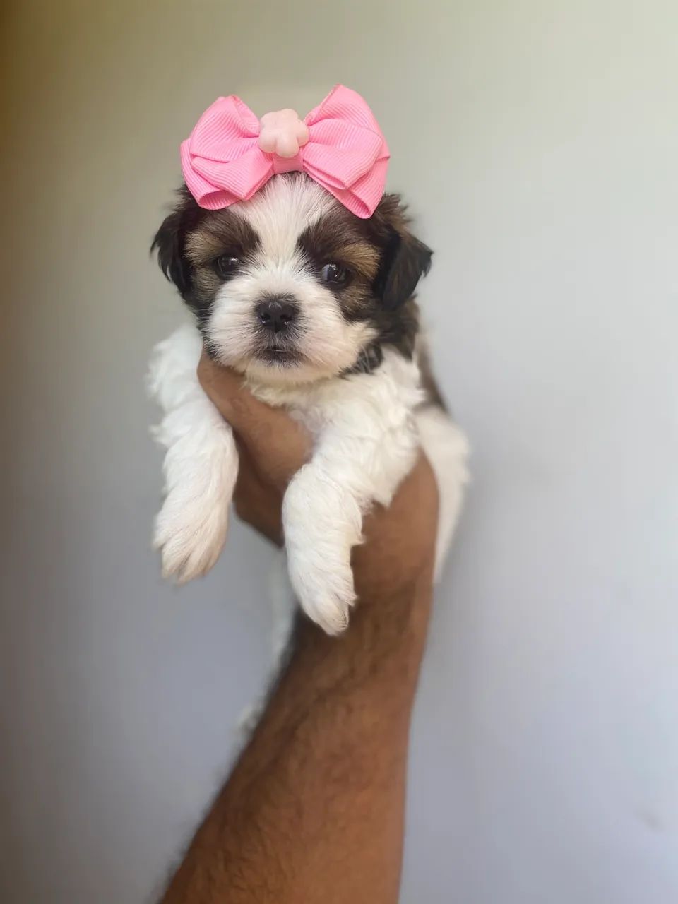 Filhotes de Shihtzu fêmeas  - Foto 2