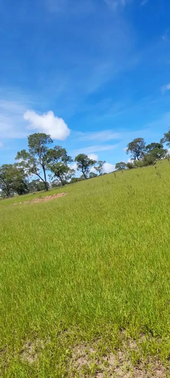 COD452  FAZENDA PARA ARRENDAMENTO 367 HECTARES  CAMAPUÃ/MS - Foto 4